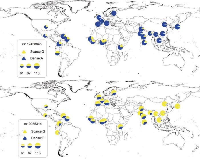 Identified genetic loci associated with eyebrow thickness showing allelic differences and similarities between worldwide populations