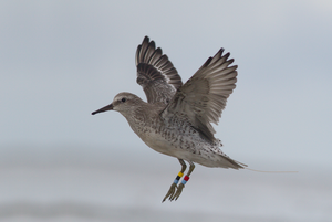 Red knot with transmitter in the Wadden Sea