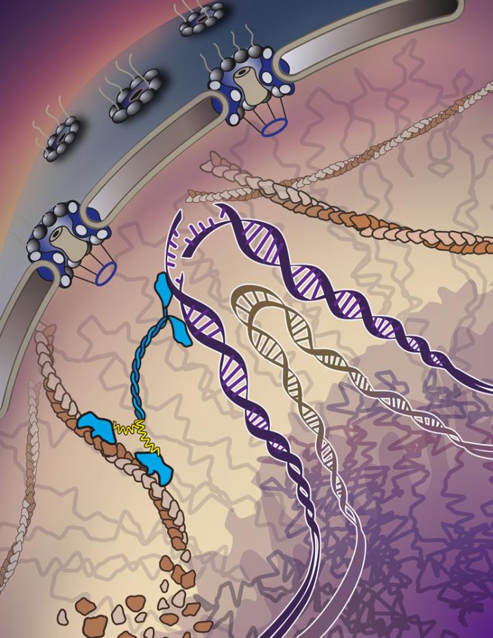 The Emergency Response for DNA Repair