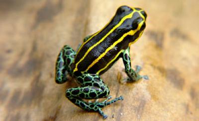 Colors of Poison Dart Frogs Linked to Predators