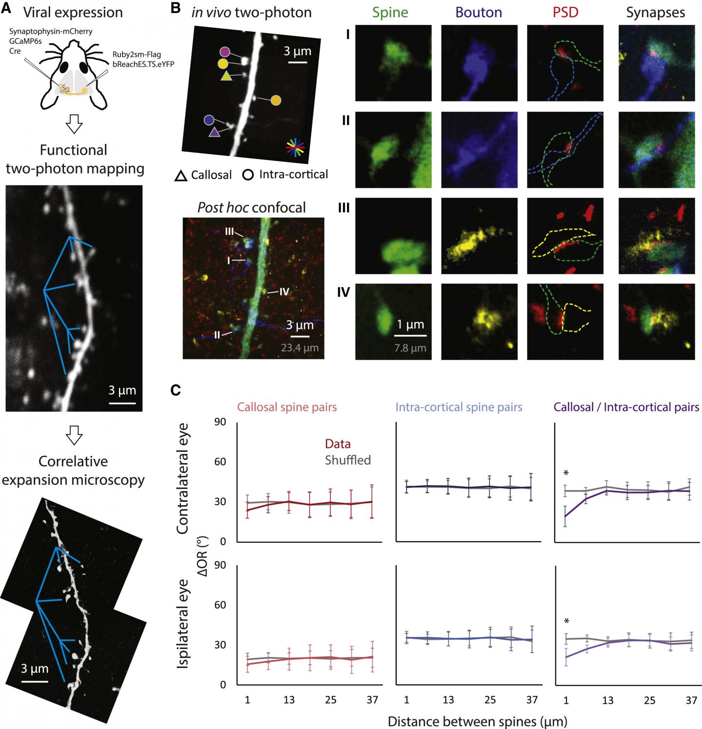 Functional Clustering Between the Callosal and Intra-Cortical Spine Pairs