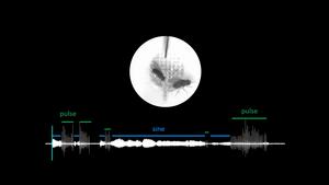 Fruit fly courtship