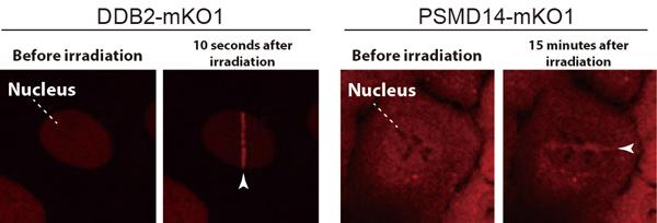 Figure 1: Dynamics of DDB2 and proteasome (PSMD14) in the nucleus after DNA damage.