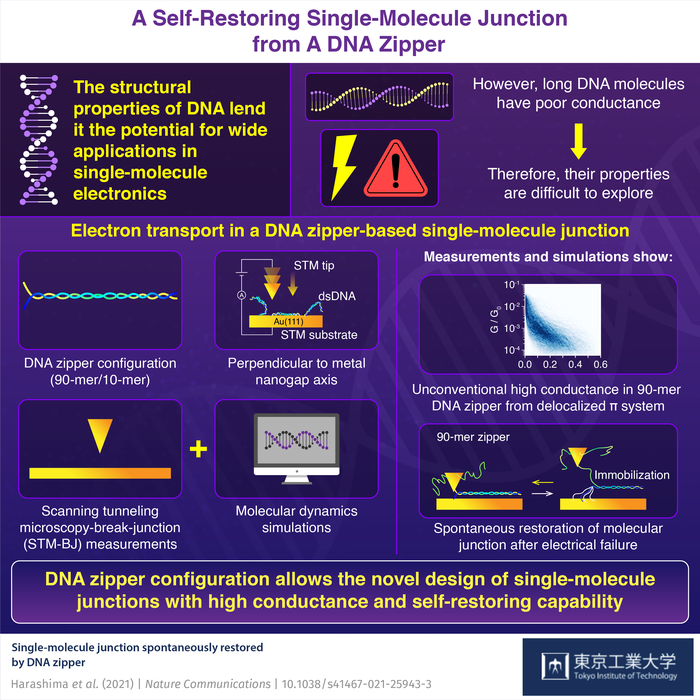 A Self-Restoring Single-Molecule Junction from A DNA Zipper