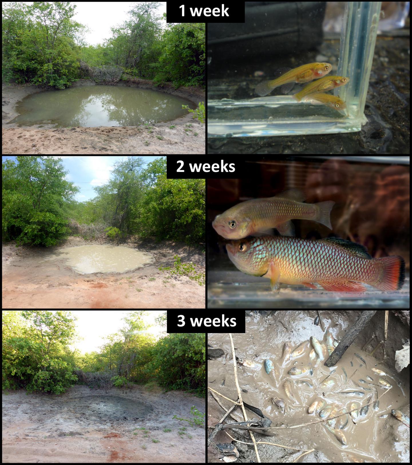 Killifish Gabitat and Age