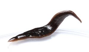 Predatory flatworm species discovered in the United States