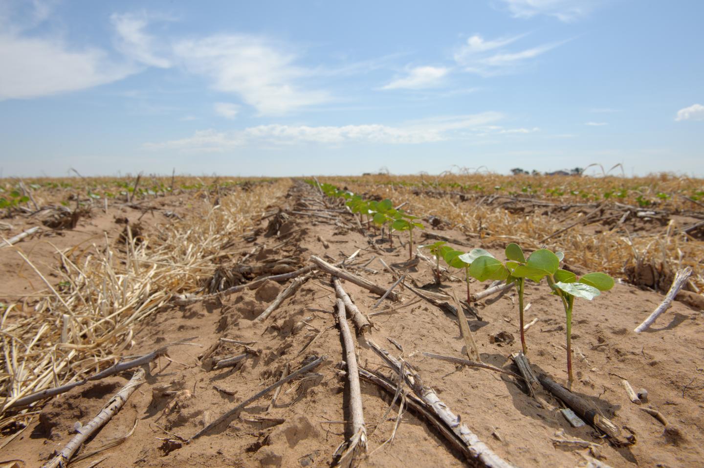 New Model Shows How Crop Rotation Helps Combat Plant Pests