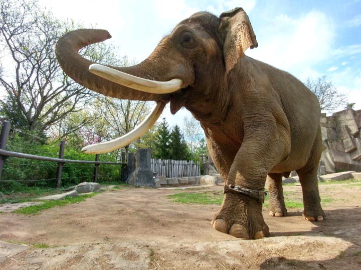 Male Asian Elephant Wearing An Activity Tracker