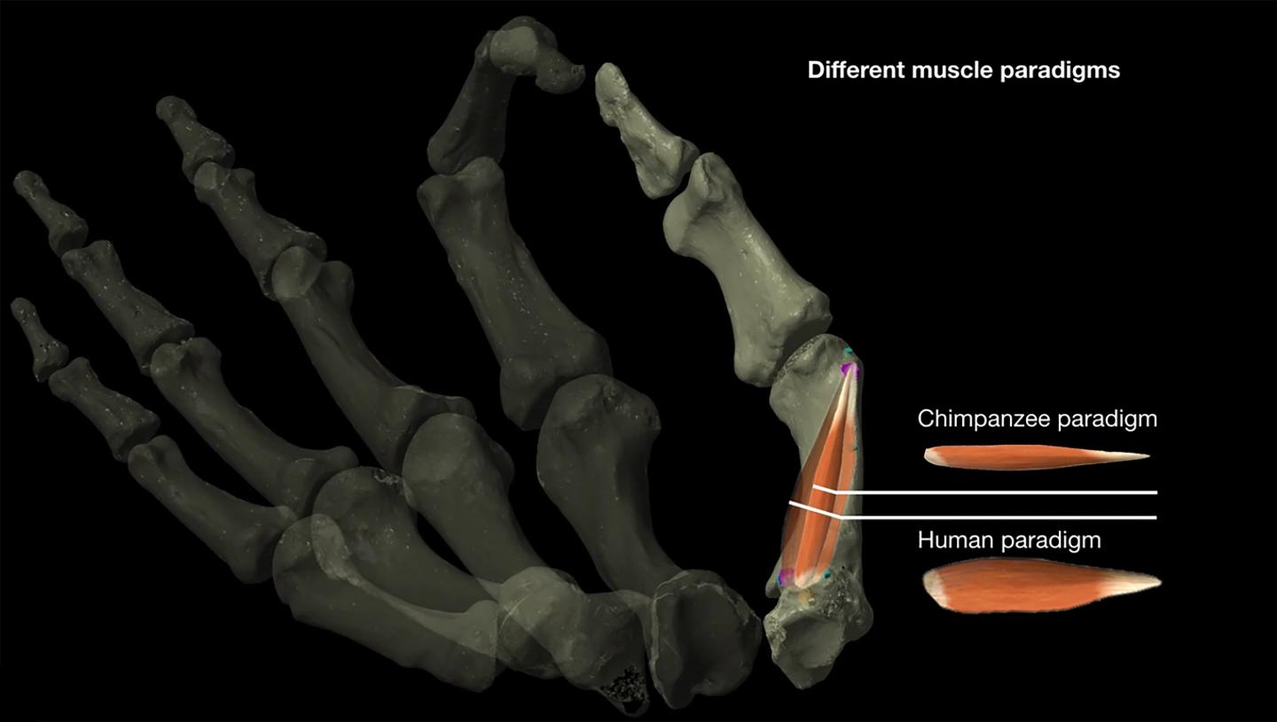 Thumb Diagram