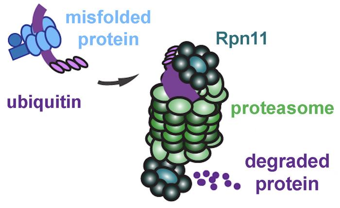 Proteasomes