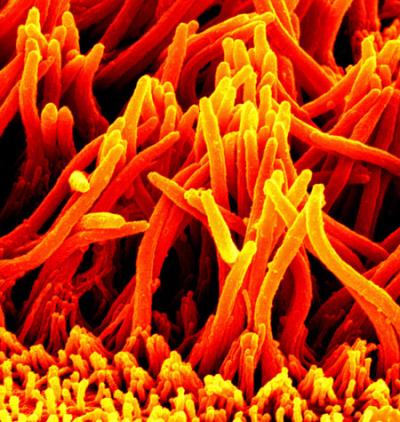 Cilia on Mouse Airway Cells