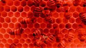 Worker Honey Bees with Barcodes Engaging in Nursing Behavior