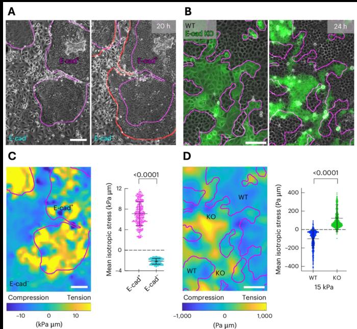 Force transmission regulates mechanical cell competition.