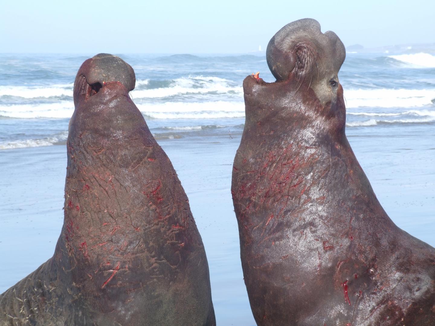 Elephant Seals Scuffle