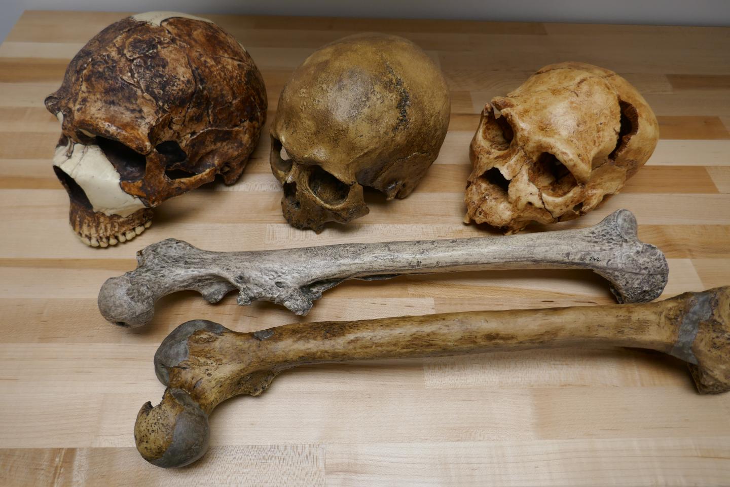 Human fossils illustrating the variation in brain (skulls) and body size (thigh bones) during the Pleistocene.