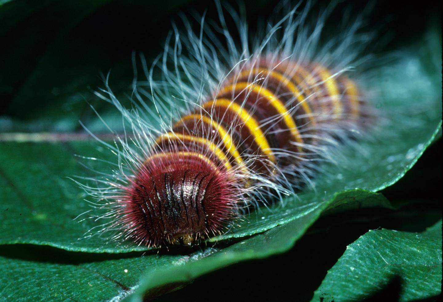 Skipper Butterfly Packs a Toxic Punch