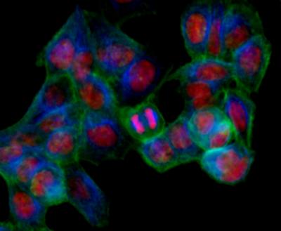 Predicting Genes' Friends