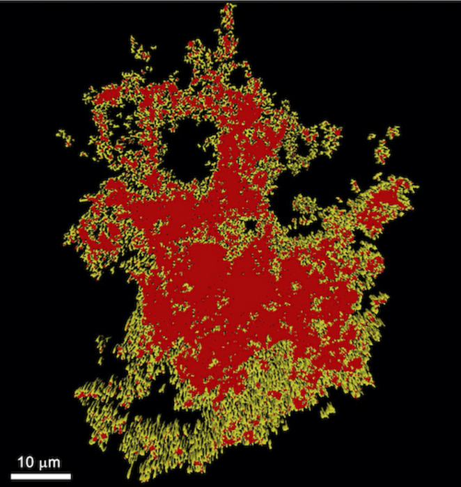 EurekAlert Science News Releases Biology Diagrams