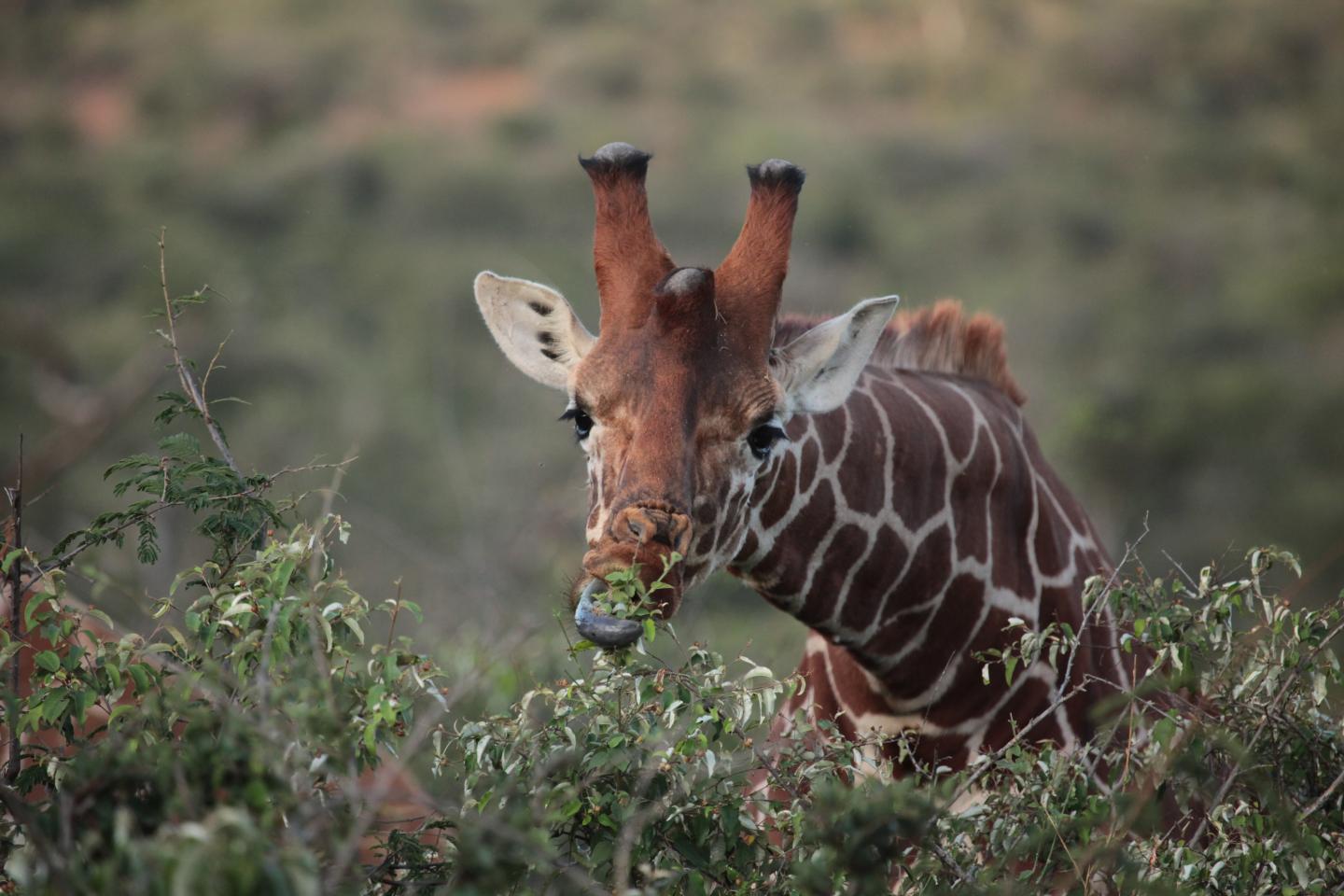 <i>Giraffa camelopardalis</i>