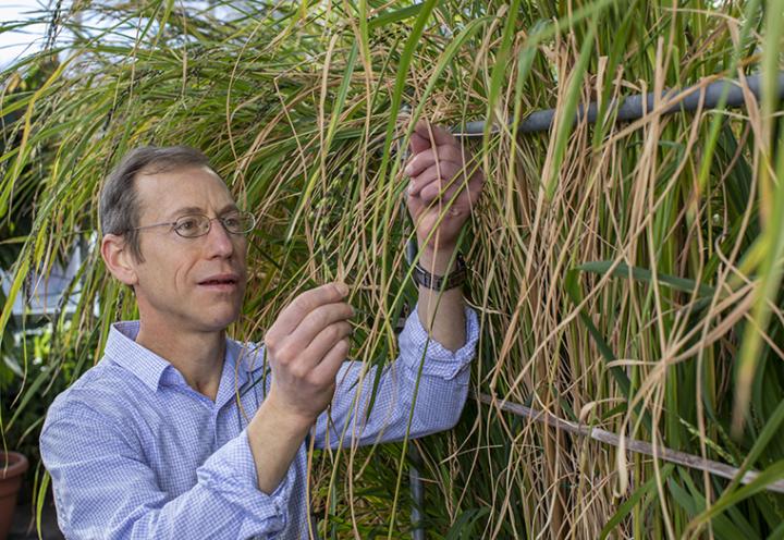 Rice Researcher Kenneth M. Olsen Inspects Rice