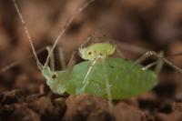 Young Aphid (2 of 2)