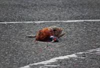 Dead Pheasant