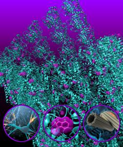 Ultraviolet superradiance from mega-networks of tryptophan in neuron fibers