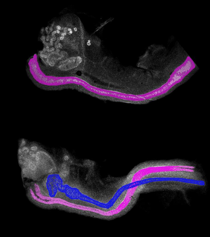 Breaching the Sexual Differentiation Paradigm for Reproductive Tract Development
