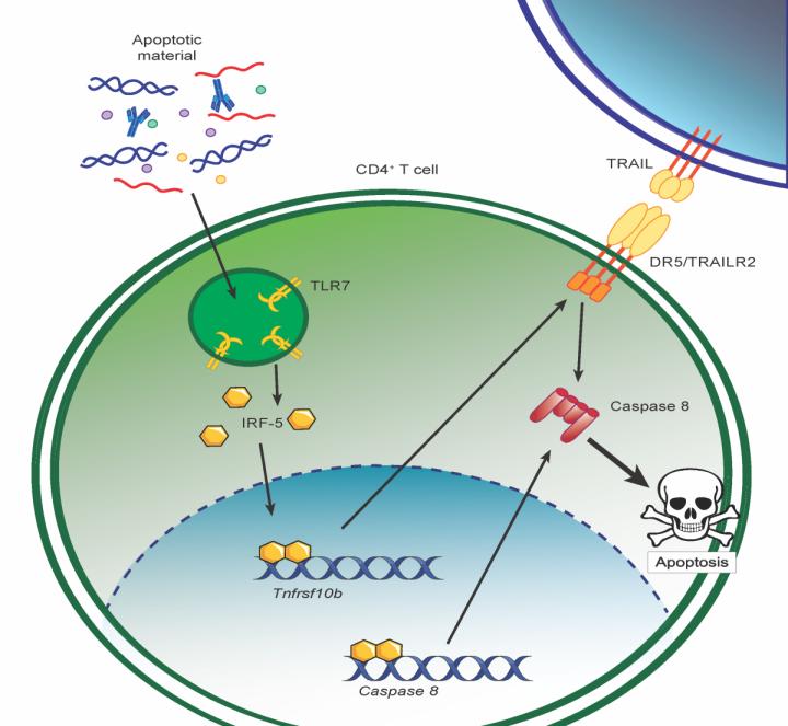 IRF-5 Promotes Cell Death in CD4 T Cells During Chronic Infection