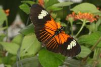 <em>Heliconius</em> Butterfly with both the Dennis and Ray Pattern