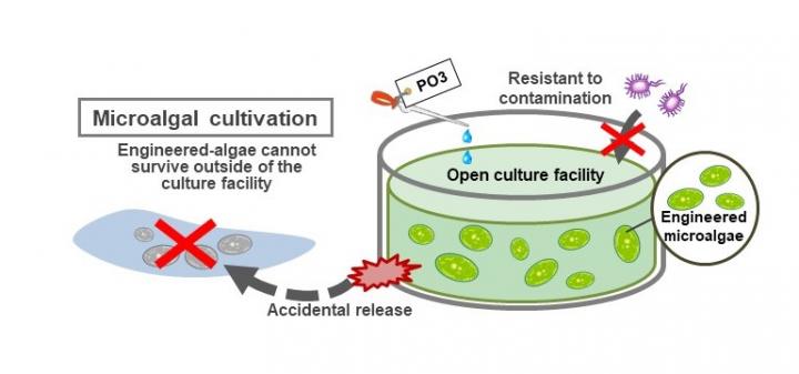 Biocontainment Strategy for Controlling Engineered Microalgae