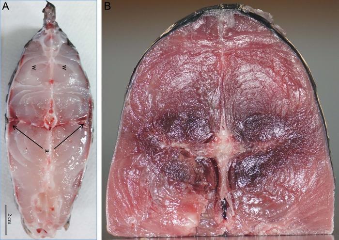 Figure 2. Different muscle structures between ectothermic fish and endothermic fish. (A) Cross-section of tilapia muscle, source from Wu, et al. (B) Cross-section of tuna muscle.