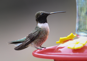 Black-chinned Hummingbird