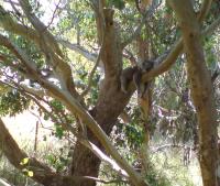 Koala Hugginga Tree (2 of 2)