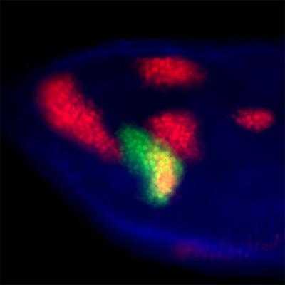 Wing Discs of Drosophila