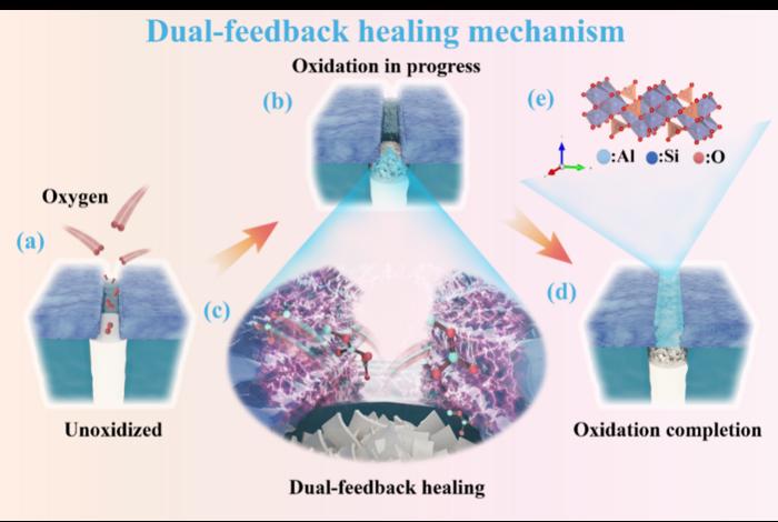 Schematic diagram of the dual-feedback healing mechanism in SOAC@BNf/SiBN