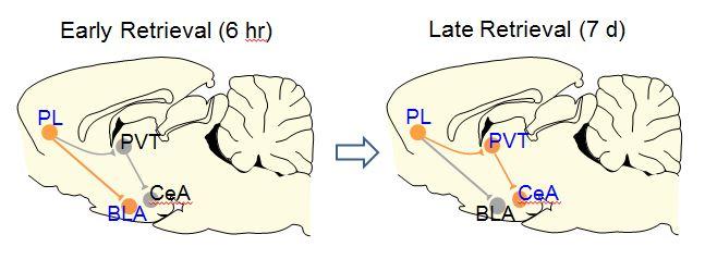 Recall Circuitry Shifts as Fear Memory Ages