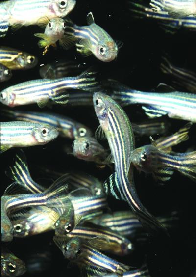 Zebrafish