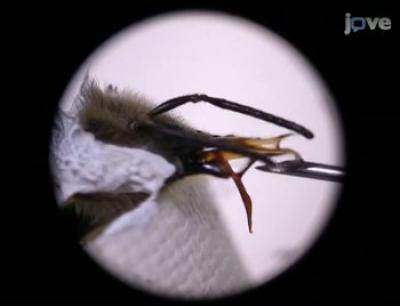A Honey Bee Feeding While Conditioning