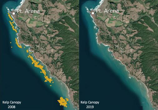 Satellite images of kelp canopy