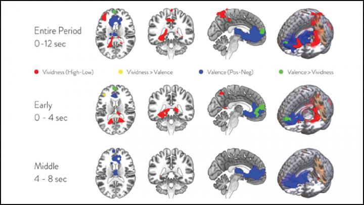 The Brain Networks Underlying Imagination