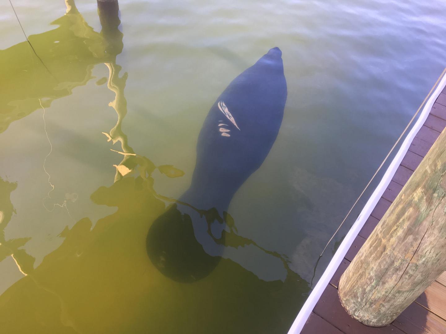 Manatee with Propeller Scar