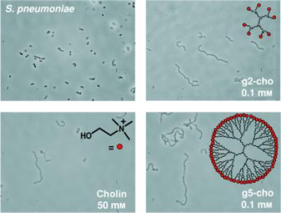 Inhibition of Autolysis and Cell Separation in Bacterial Cultures