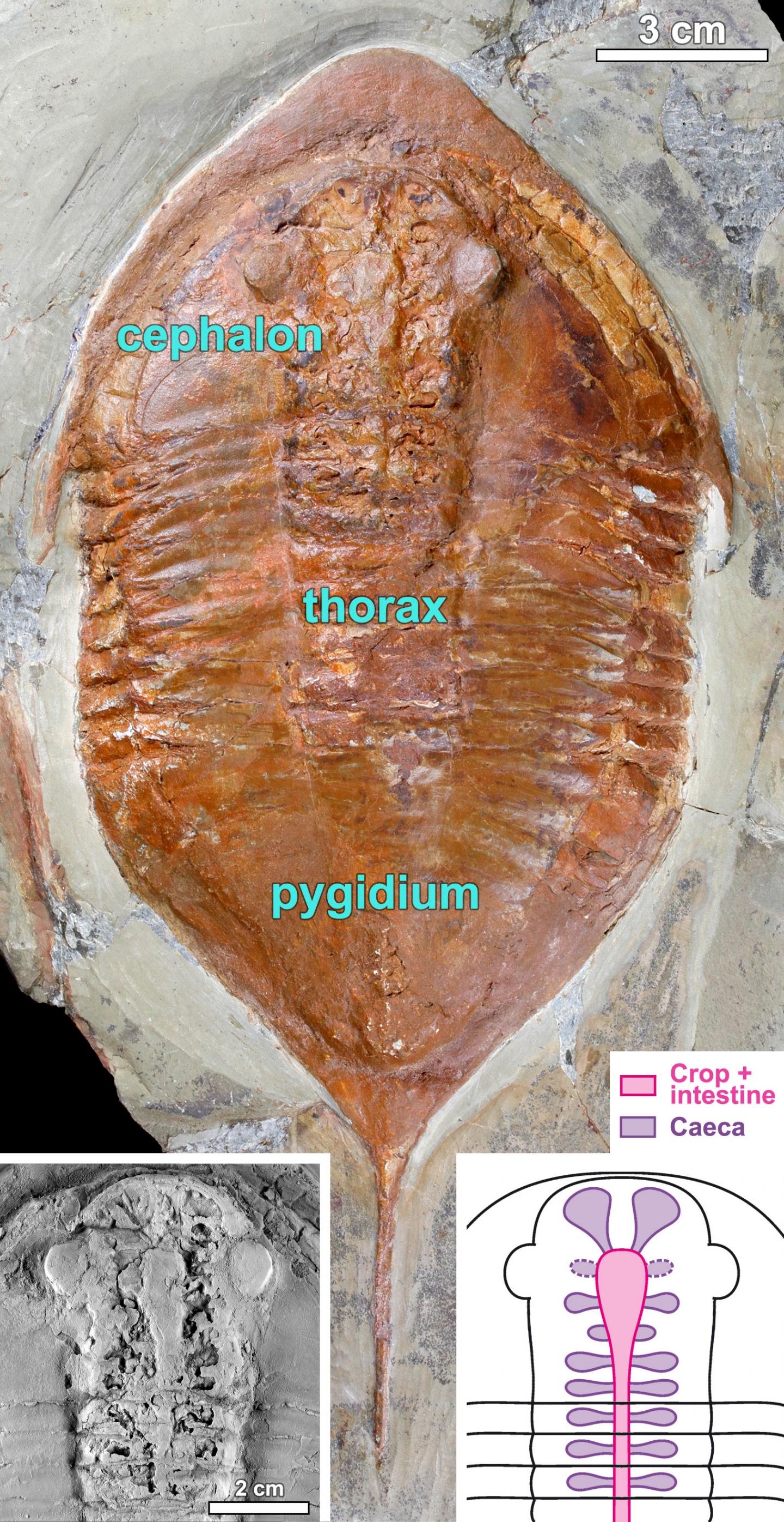 Previously Unseen Trilobite Digestive System