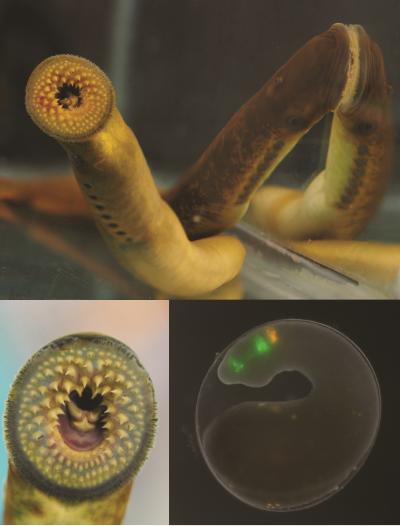 Sea Lamprey