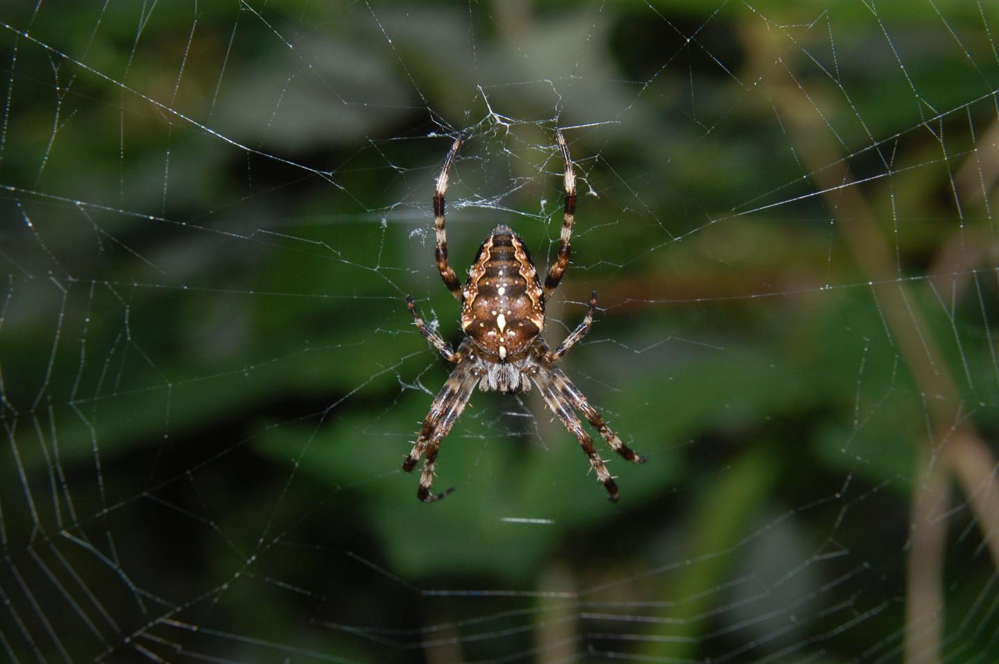 European Garden Spider