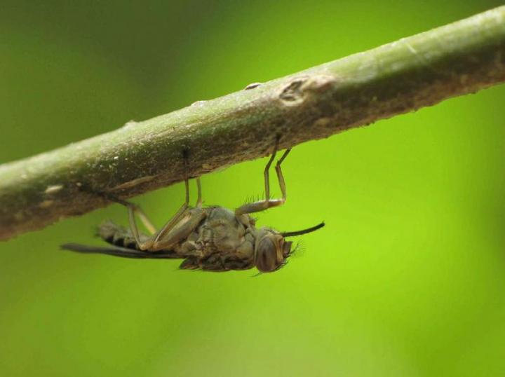 Tsetse Fly