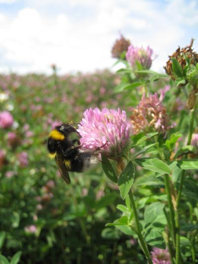 Bumblebee Pollinating A Flower