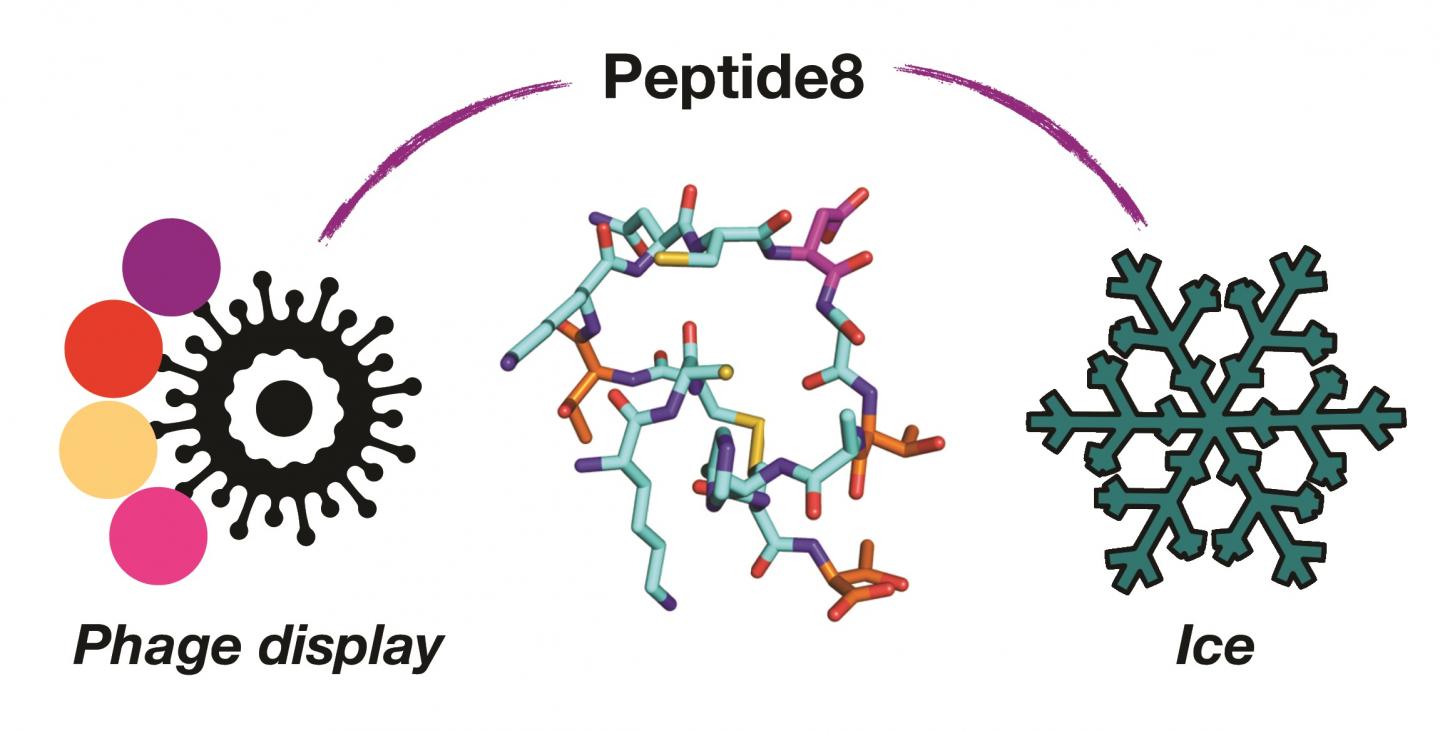 Using viruses (phage display) to identify the one molecule in a billion (peptide8) that controls the formation of ice.