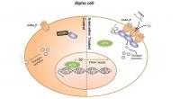 Graphical Abstract of Artemisinin Action in Alpha Cells